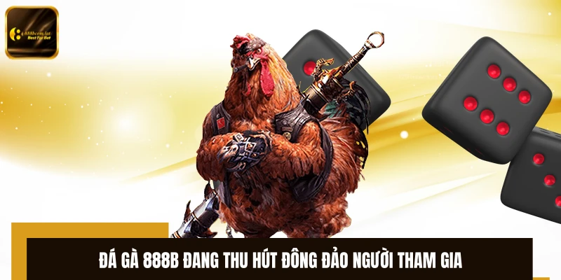 Đá gà 888B đang thu hút đông đảo người tham gia 